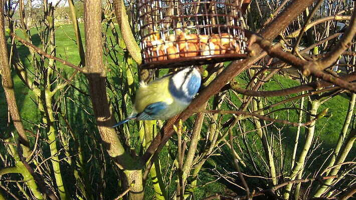 동물 영어 유럽 야생동물 컬러 자연 조류 영국 잉글랜드 사람없음 야외 파란색 노란색 환경 정원 검은색 견과류 흰색 닫기 작음 큼 먹이 깃털 부리 내추럴 유라시아 4K MOV 해외동영상 슬로모션 클립영상 문자 나라 아시아 모션 촬영기법 크기 생태계 동영상 파일형식