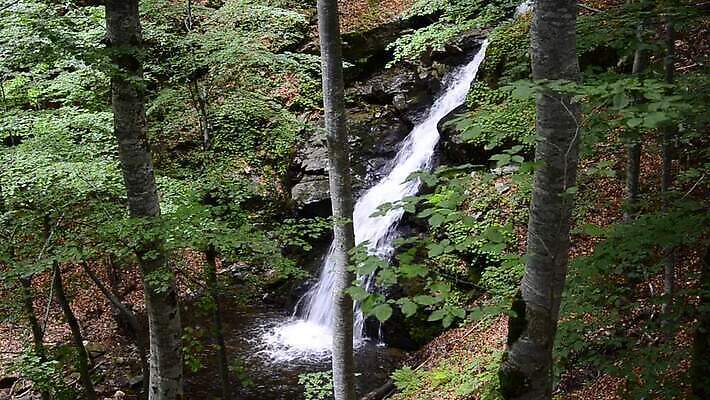 식물 물결 파도 백그라운드 잎 모션 자연 사람없음 야외 초록색 물 환경 소리 봄 폭포 농촌 신선 개울 황무지 떨어짐 숲 순수 속도 자연백그라운드 마케도니아 열대기후 MOV 해외동영상 클립영상 자연요소 계절 바다 컬러 컨셉 강 시골 생태계 동영상 파일형식 남유럽