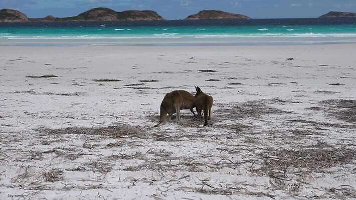 동물 구름 모래 바다 여행 포유류 자연 하늘 휴가 국립공원 풍경 사람없음 야외 여름 관광지 환경 시골 만 호주 생태계 캥거루 석호 동물상 오지 4K MP4 해외동영상 클립영상 자연요소 계절 공원 조형물 오세아니아 동영상 파일형식