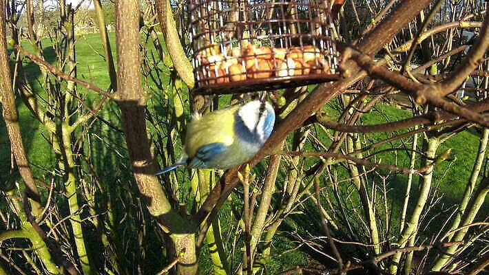 동물 영어 유럽 야생동물 컬러 자연 조류 영국 잉글랜드 사람없음 야외 파란색 뷰티 노란색 환경 정원 검은색 견과류 흰색 닫기 작음 큼 먹이 깃털 부리 내추럴 유라시아 4K MOV 해외동영상 클립영상 문자 나라 아시아 모션 크기 생태계 동영상 파일형식