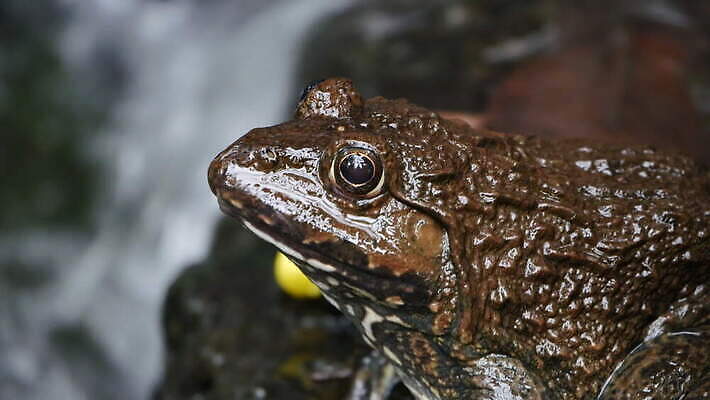 동물 호수 야생동물 모래 컬러 백그라운드 파충류 자연 종류 개구리 양서류 앉기 사람없음 초록색 물 반려동물 우주 환경 점프 젖음 흰색 연못 닫기 작음 오브젝트 싱글 두꺼비 내추럴 동물상 이국적 못생김 끈적임 4K MOV 해외동영상 클립영상 자연요소 모션 조형물 크기 생태계 동영상 파일형식