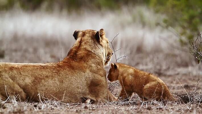 동물 야생동물 2 포유류 아프리카 자연 국립공원 사람없음 고양이 황무지 보호 결합 사자 사파리 육식동물 남아프리카 보츠와나 보호구역 암사자 크루거 MOV 해외동영상 클립영상 멸종위기종 공원 나라 컨셉 반려동물 암컷 생태계 동영상 남아프리카공화국 구역 파일형식