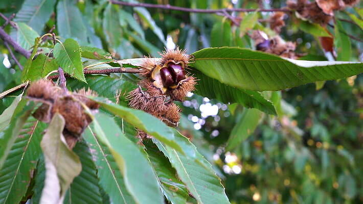 나무 식물 계절 음식 백그라운드 단풍 잎 크리스마스 과일 자연 탁자 씨앗 사람없음 야외 초록색 갈색 견과류 수확 껍질 흰색 나뭇가지 시골 신선 원형 가시 그룹 달콤 숲 유기농 날것 날카로움 10월 내추럴 고립 숙성 식용 적갈색 4K MOV 해외동영상 클립영상 도형 웰빙 기념일 컬러 가구 농업 날짜 맛 생태계 동영상 파일형식