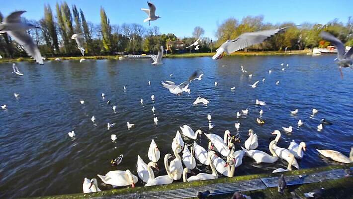 동물 호수 바다 자연 갈매기 조류 영국 파노라마 풍경 사람없음 물 파란색 강 평화 환경 수영 침묵 흰색 전원 그룹 우아함 런던 백조 장면 산악지대 스코틀랜드 MOV 해외동영상 클립영상 자연요소 유럽 컬러 컨셉 산 촬영기법 소리 수상스포츠 전기에너지 생태계 동영상 파일형식