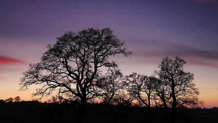 나무 영어 실루엣 유럽 컬러 오렌지 자연 하늘 영국 잉글랜드 사람없음 야외 파란색 컬러풀 햇빛 태양 황혼 일몰 시골 저녁 장면 내추럴 컴브리아주 4K 타임랩스 MOV 해외동영상 클립영상 자연요소 식물 문자 나라 과일 촬영기법 노을 야간 생태계 동영상 파일형식