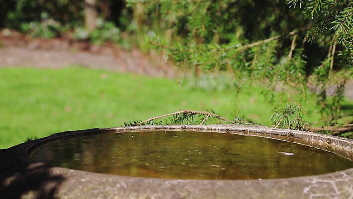 동물 영어 외관 음료 야생동물 컬러 날개 자연 조류 영국 잉글랜드 풍경 사람없음 야외 물 파란색 뷰티 노란색 환경 정원 검은색 목욕 흰색 닫기 작음 깃털 부리 내추럴 유라시아 HD MOV 해외동영상 클립영상 자연요소 문자 유럽 아시아 모션 청결 크기 생태계 동영상 파일형식