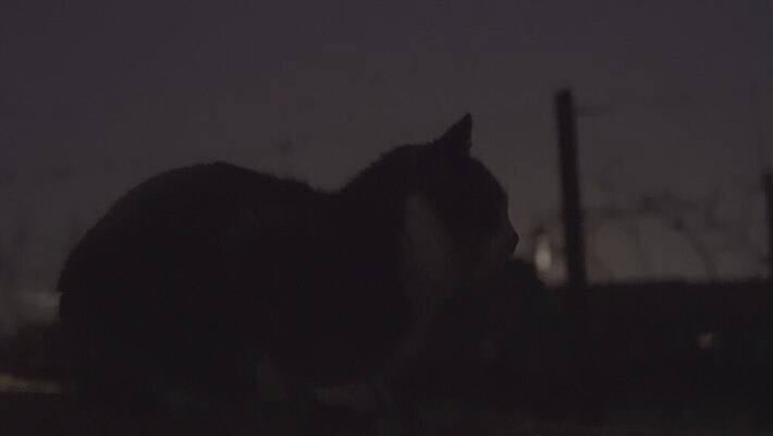 동물 응시 얼굴 백그라운드 포유류 자연 수염 털 사람없음 초록색 파란색 빛 반려동물 노란색 머리 검은색 고양이 어둠 할로윈 회색 분노 흰색 야간 큼 무서움 모피 나쁜 거짓말 접기 주목 스코틀랜드 4K 순혈 MOV 해외동영상 클립영상 자연요소 시선 감정 컬러 모션 영국 신체부위 크기 생태계 동영상 파일형식