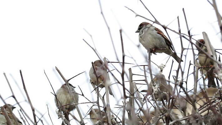 나무 자연 조류 앉기 사람없음 정원 봄 도시 그룹 작음 관목 생물학 러시아 참새 모스크바 벌거벗은 MOV 해외동영상 클립영상 식물 동물 계절 교육 유럽 모션 크기 생태계 동영상 파일형식
