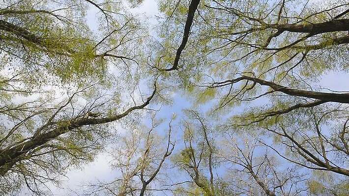 나무 식물 공원 잎 자연 하늘 그림자 사람없음 야외 초록색 빛 햇빛 태양 노란색 맑음 봄 올려보기 광선 나뭇가지 신선 둥지 정상 숲 버드나무 나무껍질 미루나무 우크라이나 MOV 해외동영상 클립영상 자연요소 계절 공공시설 유럽 컬러 모션 날씨 껍질 생태계 동영상 파일형식
