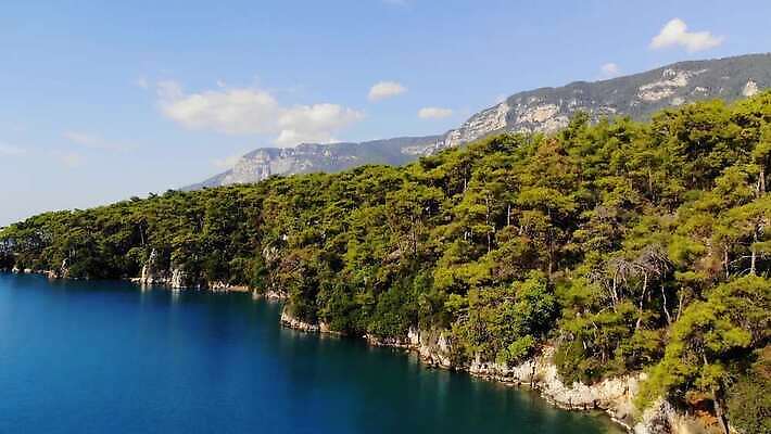 나무 바다 산 4K MP4 해외동영상 클립영상 식물 동영상 파일형식