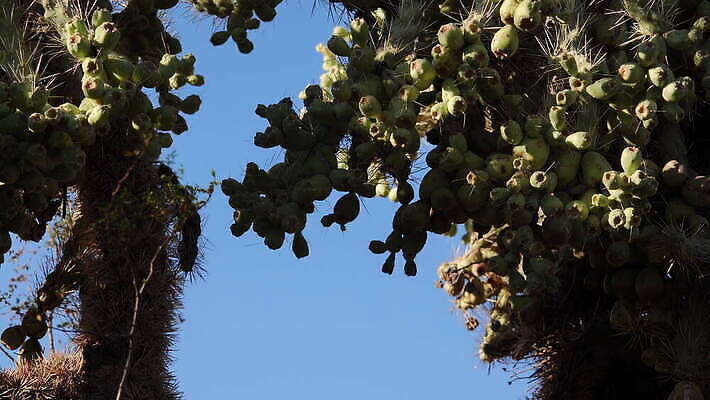 식물 꽃 꽃무늬 과일 자연 선인장 사람없음 야외 빨간색 초록색 여름 뷰티 사막 신선 개화 가시 황무지 묘사 날카로움 애리조나 내추럴 다육식물 이국적 4K MOV 해외동영상 클립영상 계절 컬러 무늬 미국 생태계 동영상 파일형식
