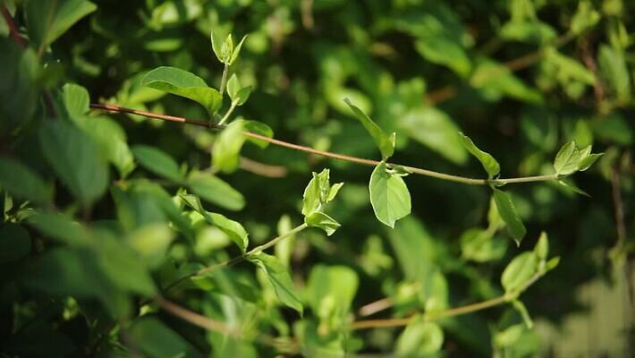 나무 식물 잎 자연 사람없음 야외 초록색 나뭇가지 MOV 해외동영상 클립영상 컬러 생태계 동영상 파일형식