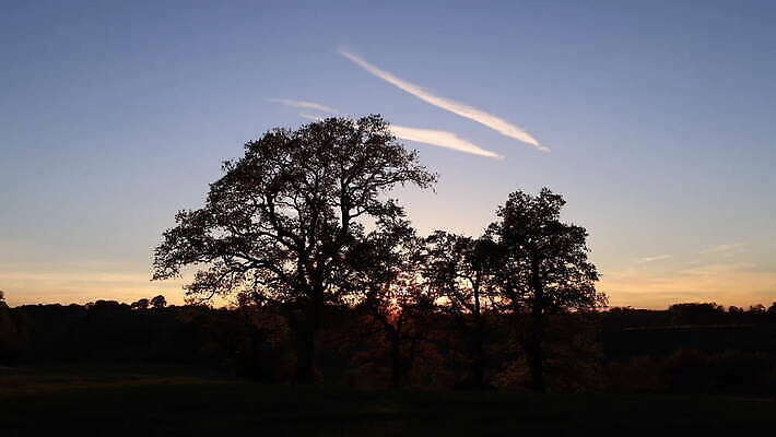 나무 실루엣 자연 사람없음 야외 햇빛 일몰 저녁 내추럴 4K 타임랩스 MOV 해외동영상 클립영상 식물 촬영기법 태양 노을 야간 생태계 동영상 파일형식