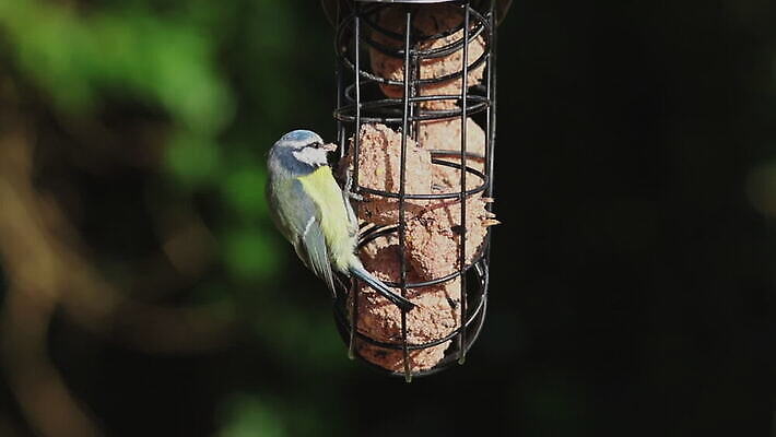동물 영어 야생동물 컬러 공 자연 조류 영국 잉글랜드 사람없음 야외 파란색 뷰티 노란색 환경 정원 검은색 흰색 반지 닫기 작음 먹이 깃털 부리 내추럴 유라시아 HD MOV 해외동영상 클립영상 문자 유럽 아시아 장신구 모션 크기 생태계 동영상 파일형식
