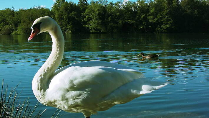 나무 구름 계절 유럽 호수 컬러 여행 백그라운드 자연 하늘 낚시 휴가 풍경 경사 사람없음 야외 여름 강 컬러풀 환경 이탈리아 하이킹 보트 개울 알프스 백조 타운 내추럴 수력발전 전용 MOV 해외동영상 클립영상 자연요소 식물 나라 배_교통 조류 레저 도시 발전 생태계 동영상 수력에너지 파일형식