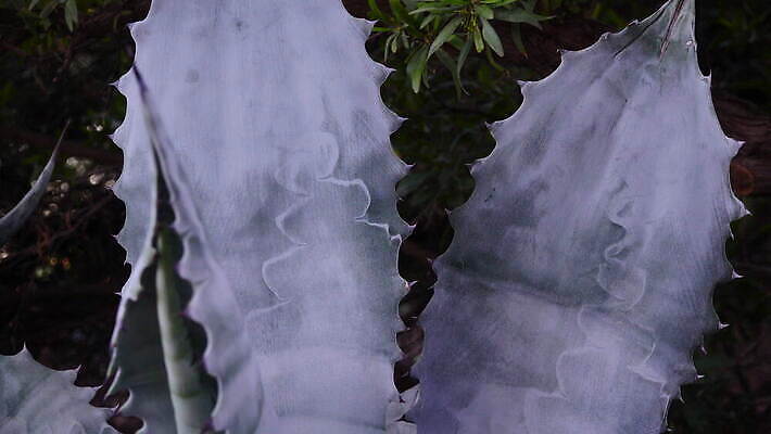 식물 꽃 꽃무늬 과일 자연 선인장 사람없음 야외 빨간색 초록색 여름 뷰티 사막 신선 개화 가시 황무지 묘사 날카로움 애리조나 내추럴 다육식물 이국적 4K MOV 해외동영상 클립영상 계절 컬러 무늬 미국 생태계 동영상 파일형식