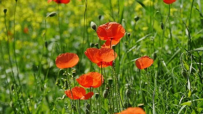 식물 꽃 자연 사람없음 야외 빨간색 양귀비 MOV 해외동영상 클립영상 컬러 생태계 동영상 파일형식