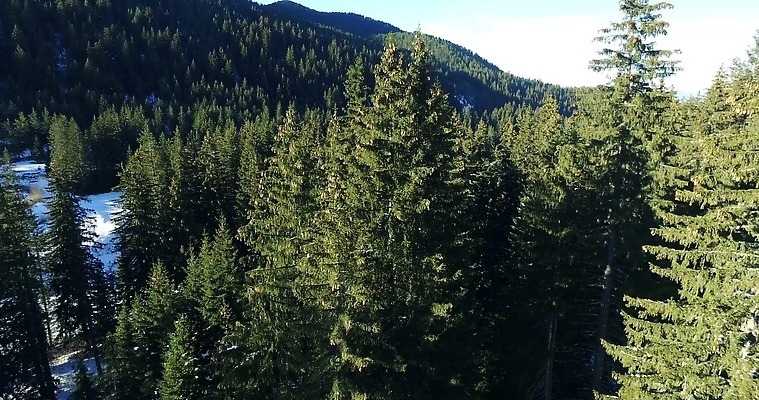 나무 식물 계절 공원 백그라운드 잎 자연 하늘 안테나 풍경 사람없음 야외 목재 가로 세로 초록색 여름 환경 가을 시골 소나무 보호 정상 숲 땅 질감 지역 자작나무 내추럴 항공촬영 드론 수목 수평선 4K MP4 해외동영상 클립영상 공공시설 뷰포인트 컬러 컨셉 재료 통신 생태계 동영상 파일형식