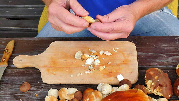 직업 계절 음식 부분 손가락 자연 요리 취미 야외 갈색 버섯 업무 칼 자르기 청소 묘사 준비 날것 냄새 뿌리 점토 스펀지 곰팡이 민달팽이 식용 인내 캡모자 4K MOV 해외동영상 클립영상 모자_잡화 손 컬러 모션 작업 생태계 동영상 파일형식 달팽이_동물