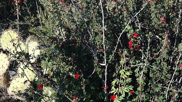 동물 꽃 야생동물 음식 날개 오렌지 자연 조류 사람없음 빨간색 초록색 뷰티 미국 작음 깃털 부리 꿀 벌새 수유 이국적 4K MOV 해외동영상 클립영상 식물 컬러 북아메리카 과일 크기 생태계 동영상 파일형식