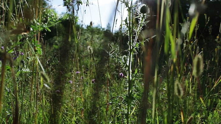 식물 꽃 컬러 백그라운드 잎 꽃무늬 밭 자연 프레임 건강 사람없음 초록색 컬러풀 태양 약 머리 일몰 봄 사막 우유 성장 시골 잡초 가시 닫기 약초 위험 허브 제비꽃 심볼 날카로움 신성 스파이크 엉겅퀴 내추럴 땅바닥 블러 MOV 해외동영상 클립영상 자연요소 계절 컨셉 무늬 농업 의학 모션 유제품 바닥 신체부위 노을 풀_식물 생태계 동영상 파일형식