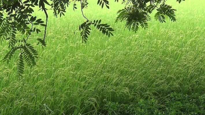 식물 잎 자연 바람 사람없음 야외 초록색 MOV 해외동영상 클립영상 자연요소 컬러 날씨 생태계 동영상 파일형식