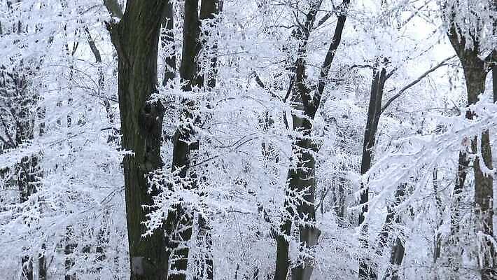 나무 계절 공원 백그라운드 크리스마스 겨울 자연 동화 날씨 풍경 사람없음 야외 목재 빛 뷰티 환경 냉동 얼음 침묵 꿈 추위 안개 흰색 나뭇가지 숲 12월 크리스탈 호기심 서리 장면 헝가리 1월 내추럴 삼림지대 제설기 눈내림 몽환 4K MP4 해외동영상 클립영상 자연요소 식물 공공시설 기념일 감정 컬러 컨셉 재료 눈_날씨 소리 날짜 광석 생태계 동영상 동유럽 제설 파일형식