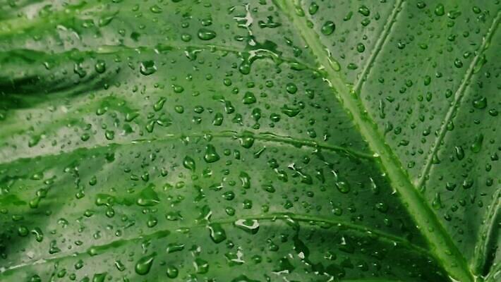 백그라운드 잎 사람없음 야외 초록색 물 가을 물방울 떨어짐 빗방울 MOV 해외동영상 클립영상 자연요소 식물 계절 컬러 컨셉 비_날씨 동영상 파일형식