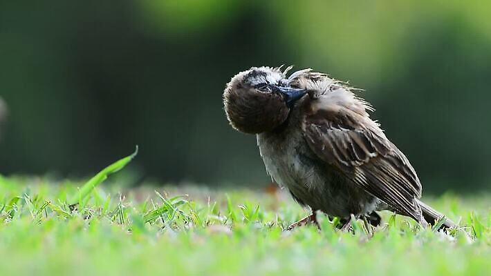 나무 동물 공원 야생동물 백그라운드 날개 자연 조류 거리 병아리 사랑 서기 잔디 사람없음 초록색 컬러풀 뷰티 정원 자유 도시 닫기 청소 깃털 부리 참새 유라시아 MOV 해외동영상 클립영상 식물 공공시설 감정 유럽 아시아 컬러 컨셉 모션 생태계 동영상 파일형식