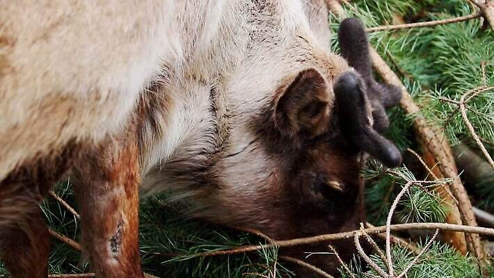 나무 동물 1 여행 겨울 포유류 휴가 휴식 핀란드 서기 사람 사람없음 초록색 여름 눕기 갈색 걷기 힘 봄 금지 관찰 붓 자신감 황무지 우아함 군중 숲 큼 캠핑장 배고픔 만족 침엽수 엘크 혼자 힘찬 가문비나무 MOV 해외동영상 클립영상 식물 계절 감정 컬러 컨셉 모션 북유럽 캠핑 크기 동영상 파일형식