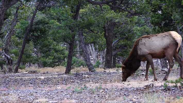 동물 공원 야생동물 백그라운드 포유류 자연 하늘 사슴 산 뿔 사람없음 숲 큼 트로피 황소 사냥 캘리포니아 사냥꾼 애리조나 서식지 뉴멕시코 서쪽 엘크 콜로라도 텍사스 4K MP4 해외동영상 클립영상 직업 공공시설 미국 소 크기 방향 상_우승 생태계 동영상 파일형식