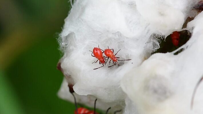 동물 교육 야생동물 곤충 백그라운드 잎 절지류 오렌지 자연 생물 무척추동물 매달리기 사람없음 컬러풀 갈색 걷기 검은색 봄 잡기 벌레 숲 작음 열대우림 묘사 짝짓기 내추럴 귀뚜라미 기르기 살인범 생태학 MOV 해외동영상 클립영상 식물 계절 컬러 과일 모션 크기 생태계 동영상 돌봄 파일형식