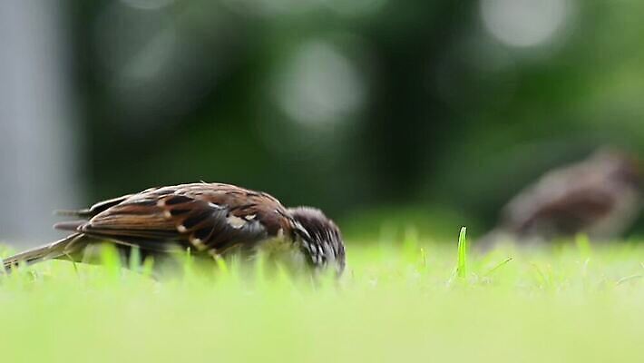 나무 동물 공원 야생동물 음식 백그라운드 날개 자연 조류 거리 병아리 사랑 서기 잔디 사람없음 초록색 컬러풀 뷰티 정원 자유 도시 닫기 먹기 깃털 부리 참새 유라시아 MOV 해외동영상 클립영상 식물 공공시설 감정 유럽 아시아 컬러 컨셉 모션 생태계 동영상 파일형식