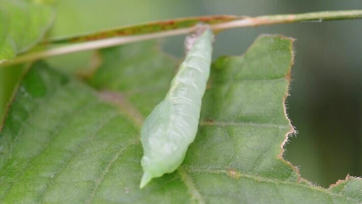 나무 동물 야생동물 나비 곤충 백그라운드 잎 자연 사람없음 초록색 컬러풀 무대 흰색 닫기 벌레 딱정벌레 순환 동물상 변태 MOV 해외동영상 클립영상 식물 컬러 모션 조형물 생태계 동영상 파일형식