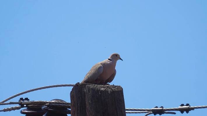 동물 공원 유럽 야생동물 백그라운드 잎 날개 자연 조류 주택 병아리 그림자 앉기 사람없음 야외 옆모습 초록색 갈색 평화 회색 관찰 반지 거북이 망토 깃털 비둘기 부리 목 내추럴 동물상 생태학 유라시아 4K MP4 해외동영상 클립영상 식물 공공시설 교육 나라 아시아 뷰포인트 컬러 컨셉 장신구 파충류 모션 건물 신체부위 조형물 생태계 동영상 파일형식