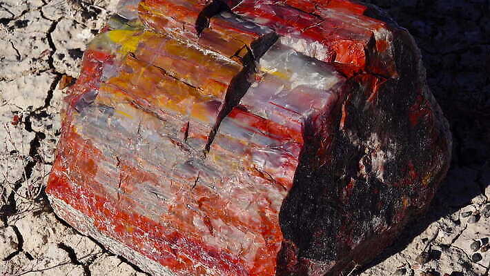 나무 공원 여행 자연 하늘 산 파노라마 국립공원 사람없음 야외 목재 빨간색 컬러풀 뷰티 계곡 미국 사막 암석 나뭇가지 숲 크리스탈 부식 화석 애리조나 전국 절정 지질 지질학 불모지 4K MOV 해외동영상 클립영상 식물 공공시설 교육 컬러 북아메리카 재료 촬영기법 돌_바위 광석 생태계 동영상 파일형식