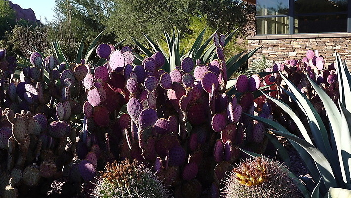 식물 꽃 꽃무늬 과일 자연 선인장 사람없음 야외 빨간색 초록색 뷰티 사막 신선 개화 가시 황무지 묘사 날카로움 애리조나 내추럴 다육식물 이국적 4K MOV 해외동영상 클립영상 컬러 무늬 미국 생태계 동영상 파일형식