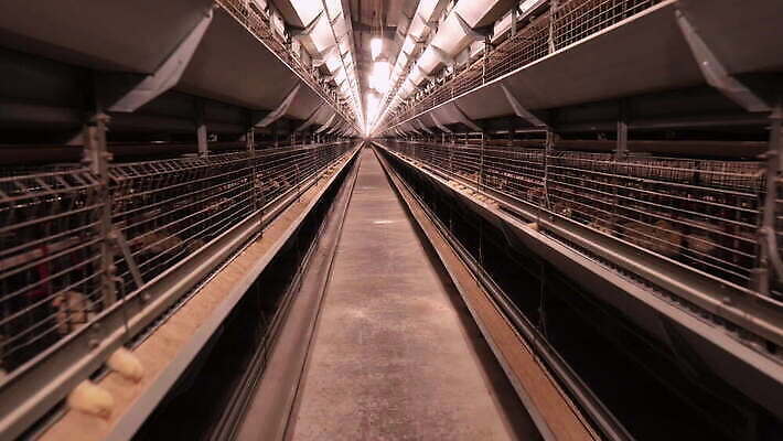 동물 산업 음식 농업 비즈니스 공장 자연 조류 실내 육류 사람없음 건물 농장 펜 계란 가축 흰색 시골 그룹 먹이 깃털 유기농 수탉 밭일 암탉 4K MOV 해외동영상 클립영상 건축물 웰빙 컬러 식재료 공업 내부 필기구 알 닭 암컷 수컷 생태계 동영상 파일형식