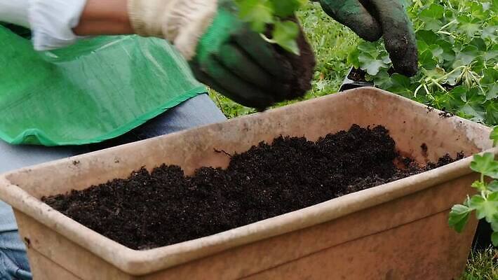 식물 백인 손 여자 꽃 분홍색 장갑 자연 사람 성인 취미 야외 초록색 정원 봄 냄비 꽃집 심기 원예사 제라늄 MOV 해외동영상 클립영상 서양인 직업 잡화 계절 컬러 모션 신체부위 상점 솥 생태계 동영상 파일형식