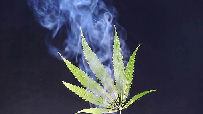 식물 음식 잎 자연 사람없음 초록색 약 흰색 나뭇가지 신선 삼 허브 대나무 질감 로즈메리 내추럴 마약 대마초 마리화나 4K MP4 해외동영상 클립영상 나무 컬러 채소 의학 생태계 동영상 파일형식