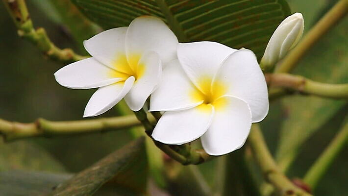 나무 식물 디자인 꽃잎 꽃 선 꽃다발 백그라운드 잎 태국 자연 휴식 사람없음 야외 장식 초록색 노란색 우주 스파 봄 낭만 벚꽃 흰색 나뭇가지 신용카드 화려 개화 황금 우아함 인도인 다발 향기 초대 환영 남쪽 고립 아열대 그리너리 MOV 해외동영상 클립영상 외국인 계절 아시아 컬러 컨셉 동양인 금융 방향 생태계 냄새 동영상 파일형식 트랜드컬러