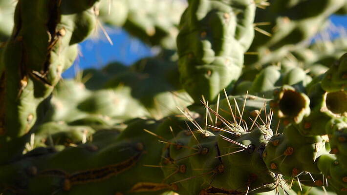 식물 꽃 꽃무늬 과일 자연 선인장 사람없음 야외 빨간색 초록색 여름 뷰티 사막 신선 개화 가시 황무지 묘사 날카로움 애리조나 내추럴 다육식물 이국적 4K MOV 해외동영상 클립영상 계절 컬러 무늬 미국 생태계 동영상 파일형식