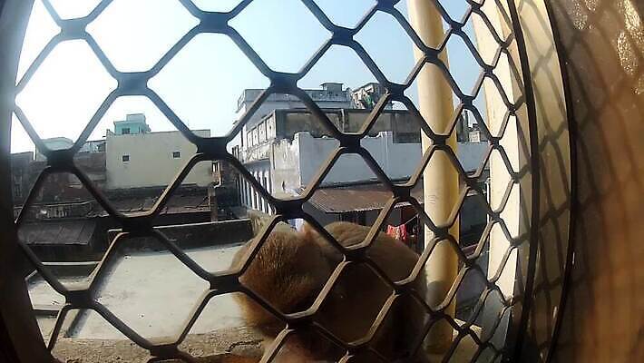 동물 아시아 야생동물 여행 장난 창문 포유류 자연 털 사람없음 원숭이 기둥 도시 사찰 인도인 호기심 서식지 원시시대 힌두교 MOV 해외동영상 클립영상 외국인 건축 감정 나라 종교 컨셉 종교건축 동양인 역사 생태계 동영상 파일형식