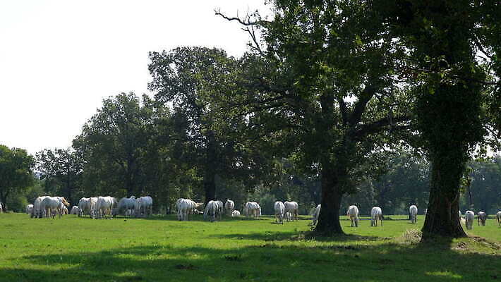 나무 동물 남자 컬러 밭 포유류 자연 사람없음 야외 초록색 햇빛 농장 흰색 숲 마네킹 방목 땅 입술 갈기 망아지 기르기 슬로베니아 찰과상 4K MOV 해외동영상 클립영상 식물 유럽 새끼 농업 사람 신체부위 태양 말_동물 축산업 상처 생태계 동영상 돌봄 파일형식