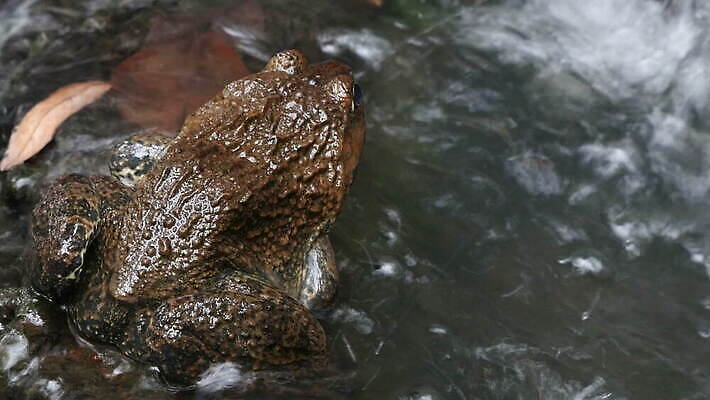 동물 호수 야생동물 모래 컬러 백그라운드 파충류 자연 종류 개구리 양서류 앉기 사람없음 초록색 물 반려동물 우주 환경 점프 젖음 흰색 연못 닫기 작음 오브젝트 싱글 두꺼비 내추럴 동물상 이국적 못생김 끈적임 4K MOV 해외동영상 클립영상 자연요소 모션 조형물 크기 생태계 동영상 파일형식