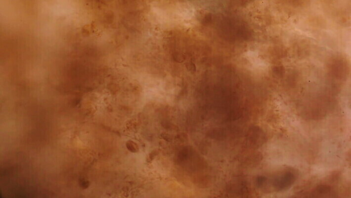 식물 디자인 음식 과학 백그라운드 패턴 토마토 채소 재료 표면 추상 미래 생물 세포 건강 현미경 미술 사람없음 그래픽 빨간색 약 우주 페인트 얼룩 그룹 실험실 닫기 확대 아래 묘사 유기농 질감 생물학 공상 층 박테리아 그런지 특별함 MOV 해외동영상 클립영상 웰빙 교육 컬러 컨셉 무늬 의학 모션 문화예술 실험기구 실험 방향 위치 동영상 파일형식