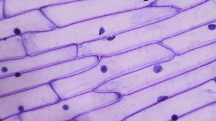 식물 디자인 선 음식 과학 백그라운드 패턴 채소 재료 표면 양파 추상 생물 세포 현미경 미술 사람없음 그래픽 약 보라색 페인트 껍질 그룹 닫기 확대 아래 피부 묘사 유기농 질감 생물학 공상 층 내추럴 그런지 특별함 MOV 해외동영상 클립영상 웰빙 교육 컬러 컨셉 무늬 의학 모션 문화예술 실험기구 신체부위 방향 위치 동영상 파일형식