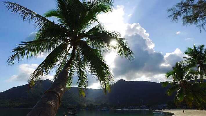 나무 사람없음 초록색 야자수 4K MP4 해외동영상 클립영상 식물 컬러 동영상 파일형식