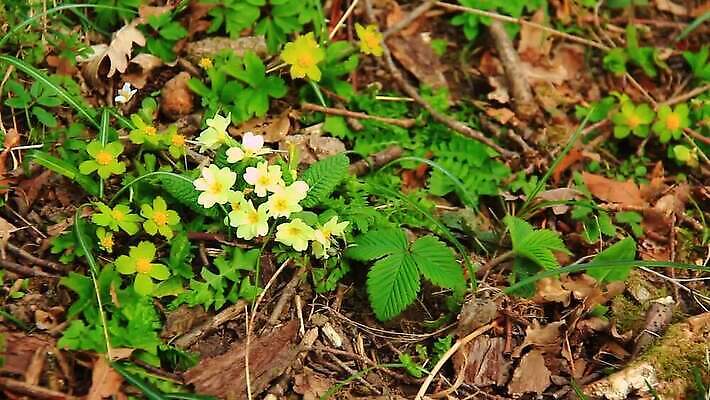 식물 꽃잎 꽃 컬러 백그라운드 잎 꽃무늬 농업 자연 사람없음 야외 초록색 여름 노란색 정원 보라색 봄 성장 벚꽃 흰색 신선 숲 제비꽃 유기농 원예 부드러움 내추럴 영원 프리뮬러 MOV 해외동영상 클립영상 웰빙 계절 산업 무늬 취미 감각 생태계 동영상 파일형식