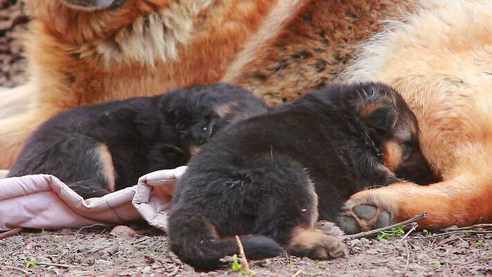 동물 척추동물 새끼 포유류 가족 털 독일 앉기 사람없음 반려동물 머리 검은색 우정 쌍 양치기 경찰 개 강아지 보호 작음 모피 보안 송곳니 기르기 유래 경비견 순혈 MOV 해외동영상 클립영상 직업 유럽 컬러 컨셉 관계 모션 안전 신체부위 친구 치아 크기 동영상 돌봄 파일형식